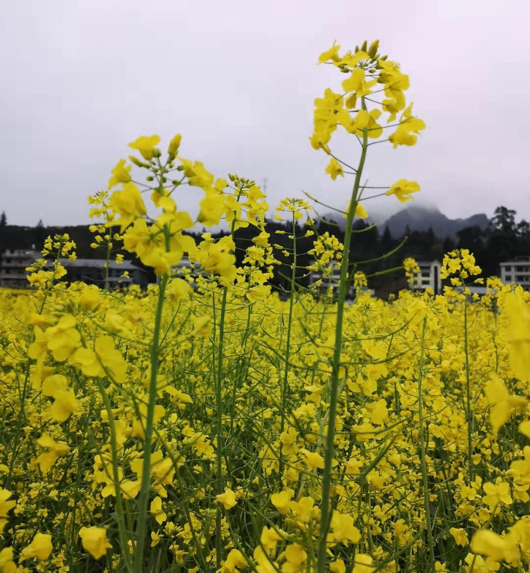 早春二月 漫步在油菜花盛开的田野 大自然