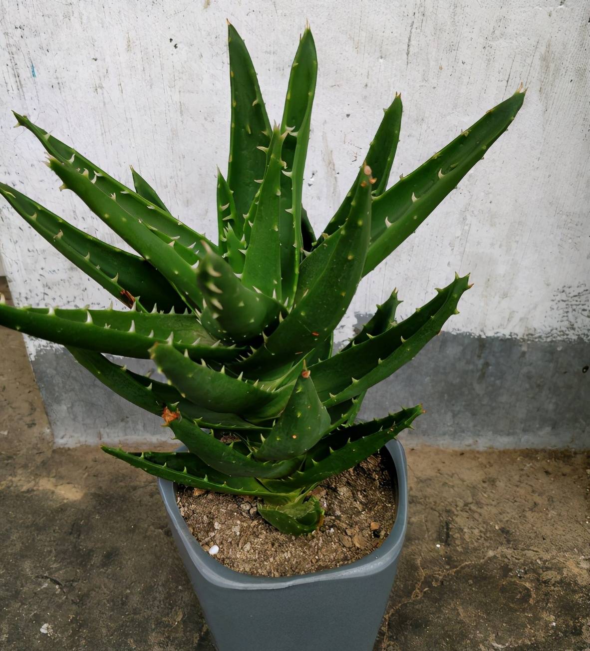 春夏时节盆栽芦荟,若怕叶子发红干枯,就趁早多了解这些要求吧