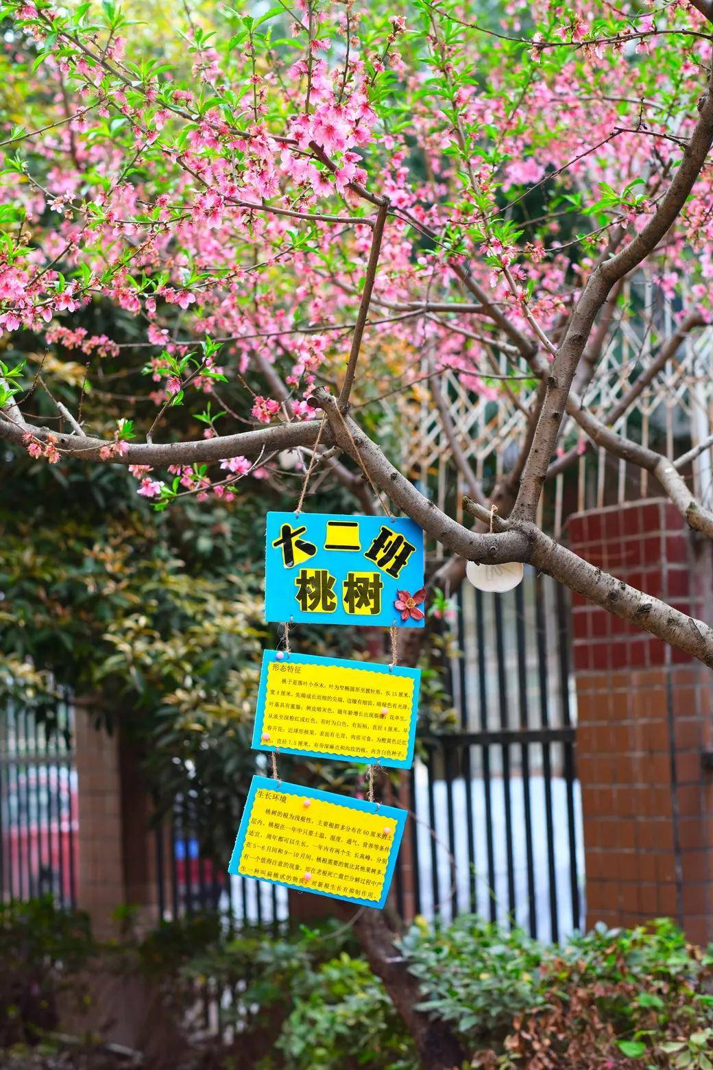 三月春风绿意萌动四川天府新区华阳幼儿园东区植树节主题活动