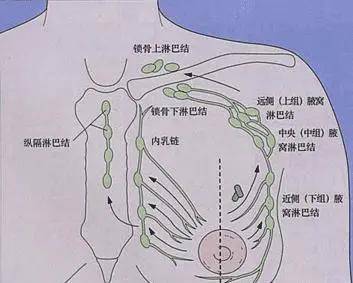乳突区淋巴结位置图片图片