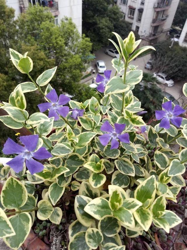 随意栽种长出成片花叶蔓长春,叶子翠绿开紫花,比常见花还好看