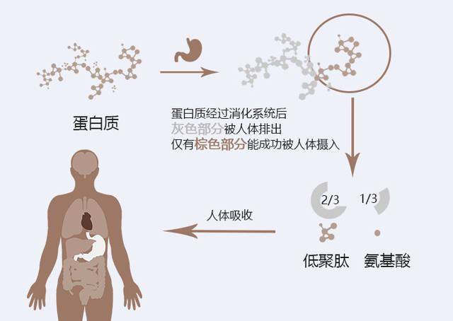 鸽子蛋营养有多好_鸽子蛋营养价值高么_鸽子蛋有营养吗