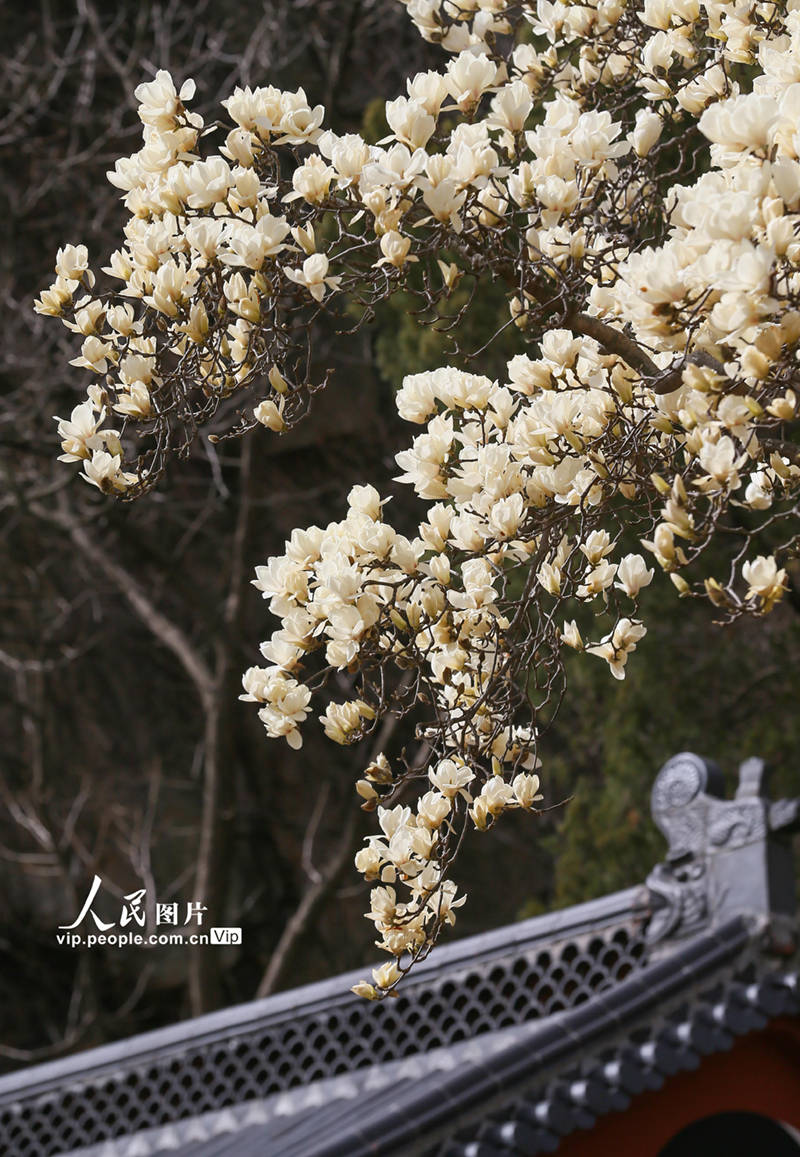 江苏连云港800多岁玉兰花王繁花如雪