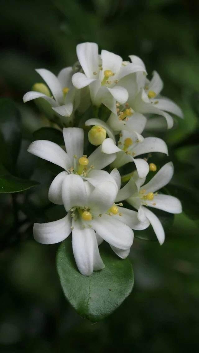 九里香是什么香香树?平日养护不矫情,赶紧照着方法养_植株