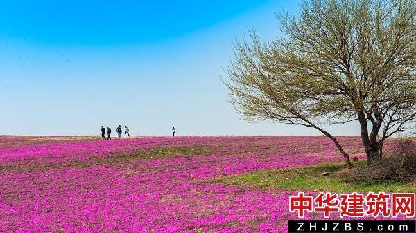 河南绿化花卉批发市场在哪