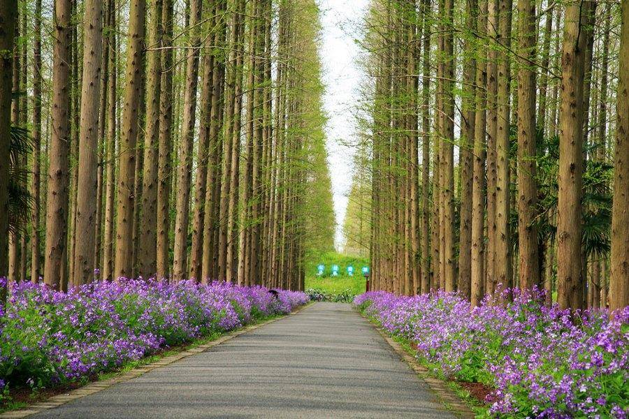 上海|东平国家森林公园