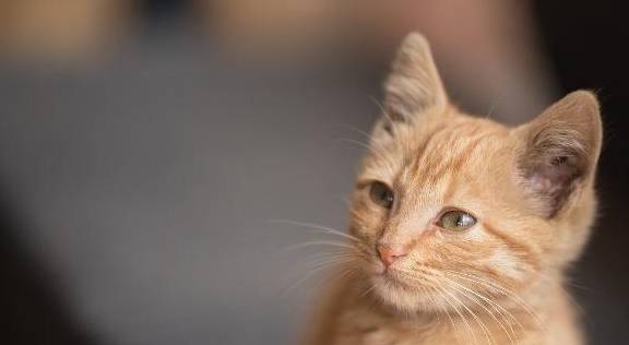 怎么看小猫是公猫母猫 b88187f7fc834f04bf739424c95fd7ea.jpeg