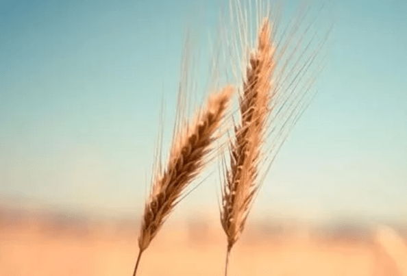 d997eeba2e0d4319b605c367adac6c3a.png
