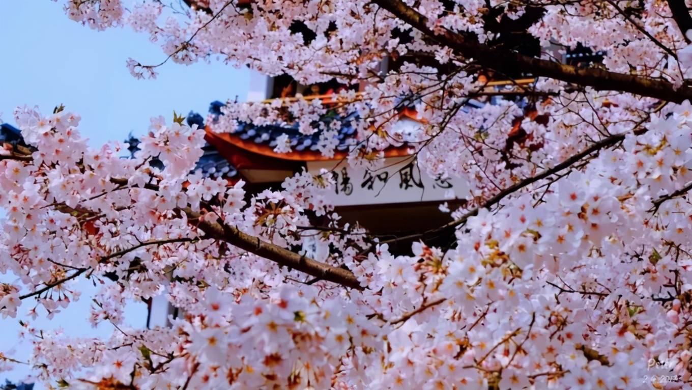 中华第一赏樱胜地——无锡鼋头渚樱花摄影采风旅游攻略