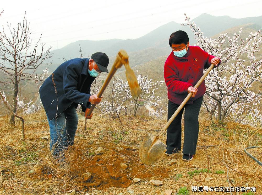 鹿泉夫妇20年让荒山变成"花果山"_徐改金