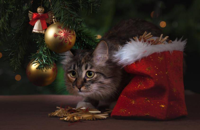 猫的树导演的所有作品 18327ffee09b414f94720a50ed70d10a.jpeg