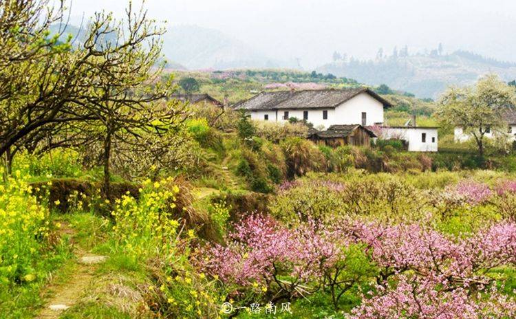 广东最美的乡村，漫山遍野开满鲜花，像画像仙境！