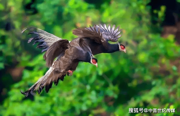 一对飞翔的褐马鸡，是不是就是爱情最美好的样子-比翼双飞