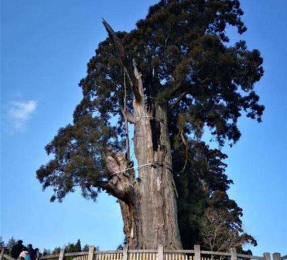 浙江1500年高龄的古树，树干空掉就“输液”维持生命，游客：不道