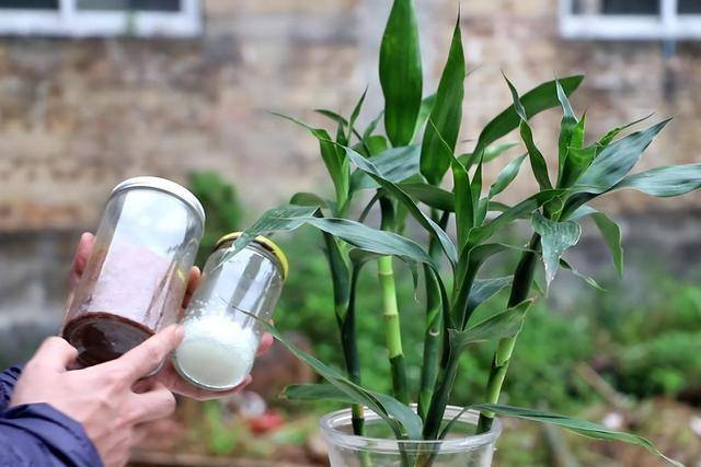 富贵竹叶子发黄怎么救已有根 3d40a92c737c47ee8dfe1feb2f9fa410.jpeg