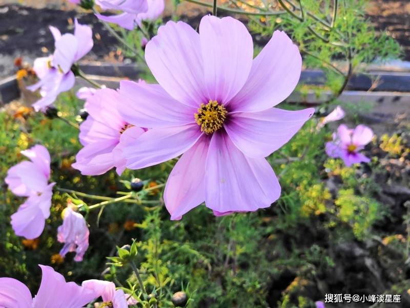 3月18日开始鸿运当头 财路大开 事业鹏程万里的四大生肖 朋友