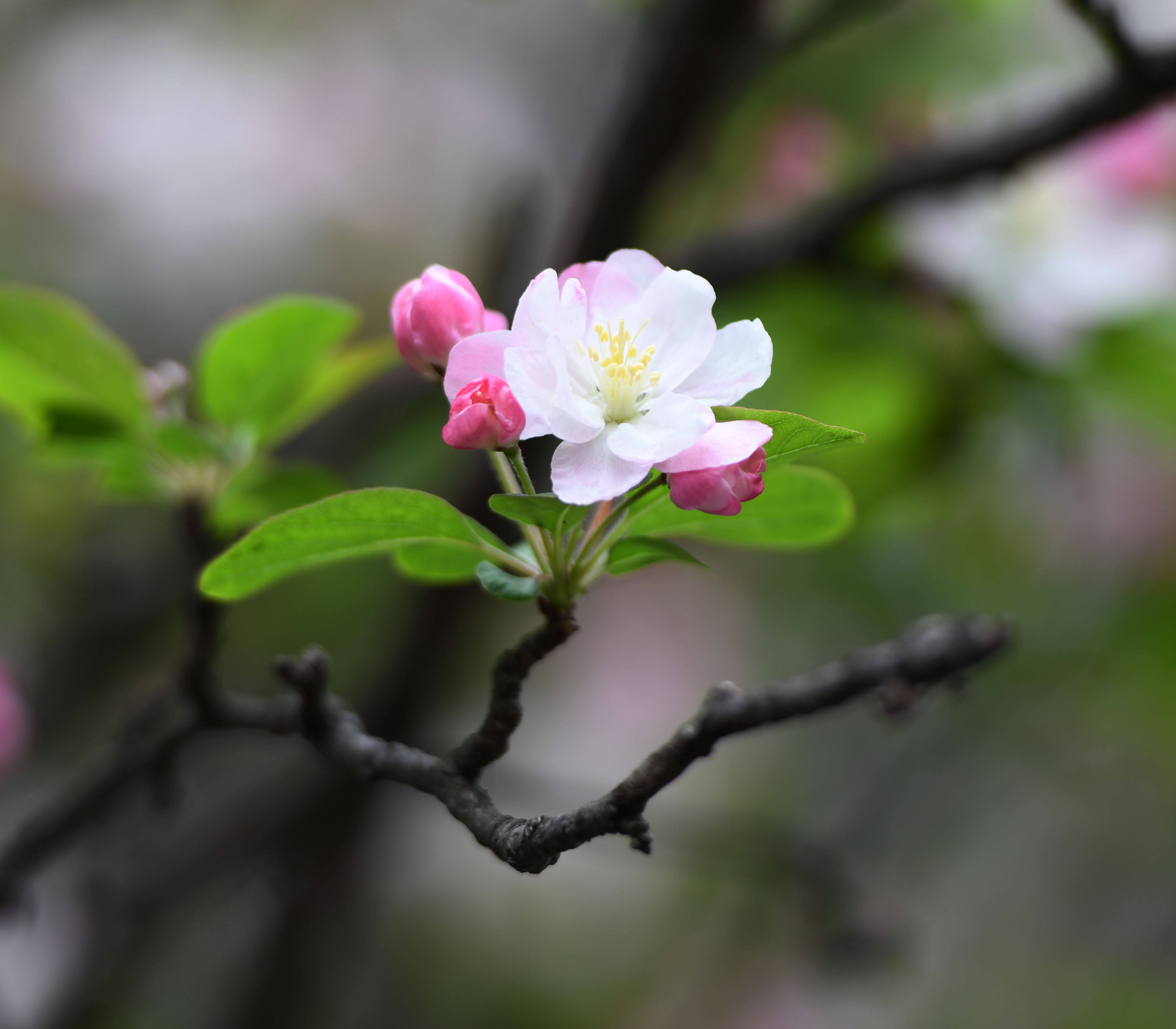 1/ 12 2021年3月17日,合肥下起小雨,降温,雨中海棠花仍然鲜艳夺目