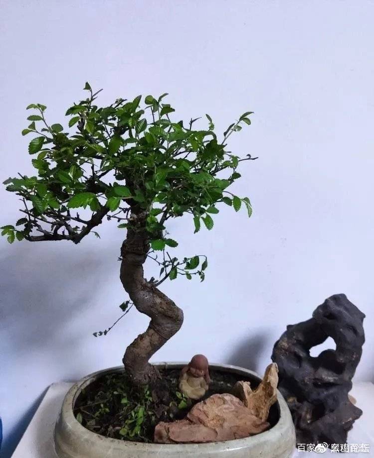牛年摄影 无需桃红 柳绿 从盆栽们的变化 图片
