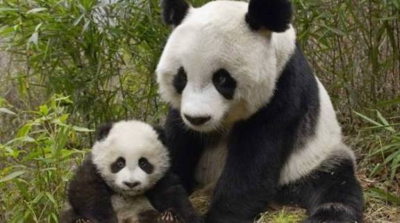 世界上“冒充熊猫”的动物，让人是脑洞大开，游客：想熊猫想疯了