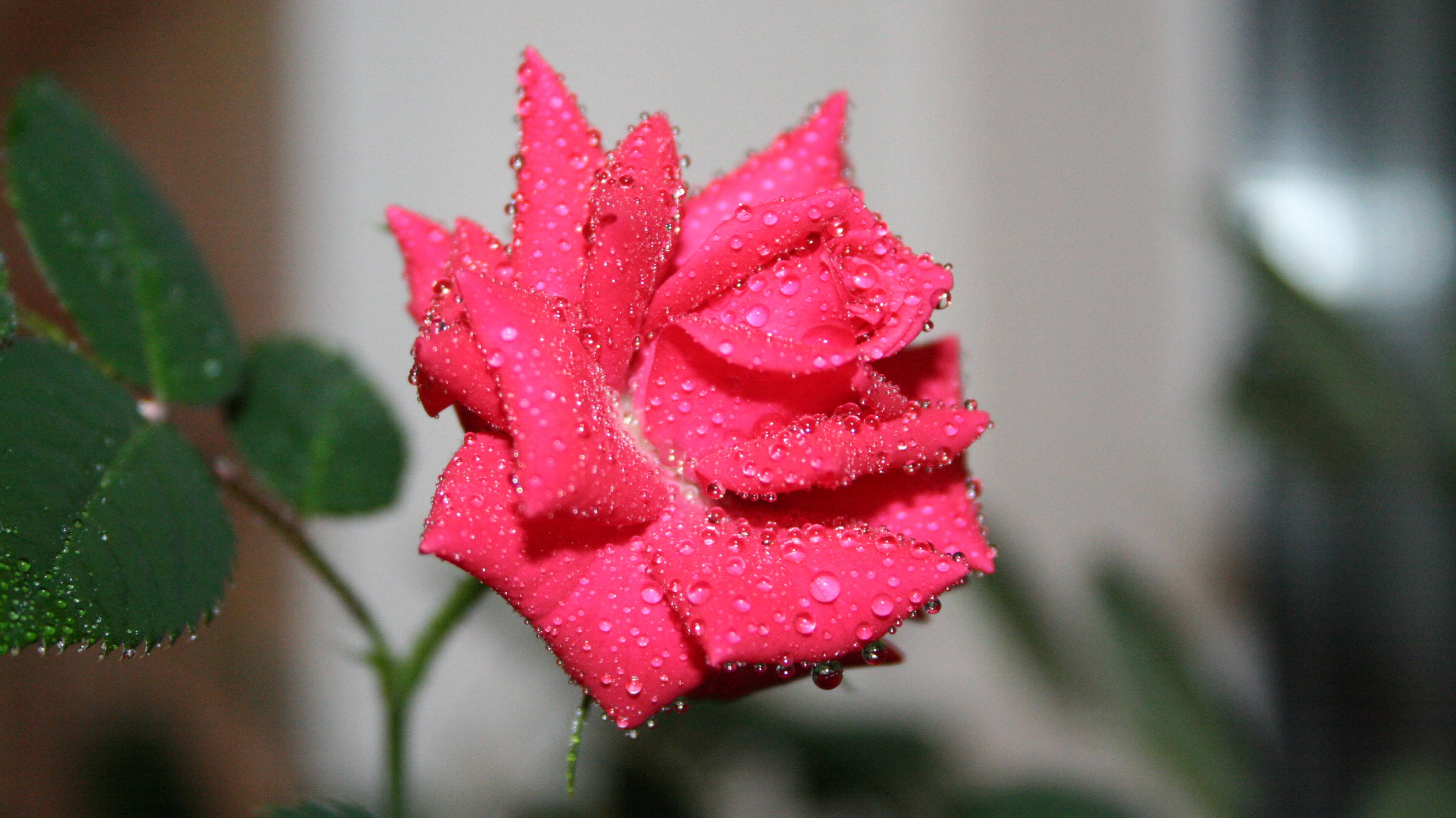 原创从3月19日开始运势如虹会万事亨通好事连连的三大生肖