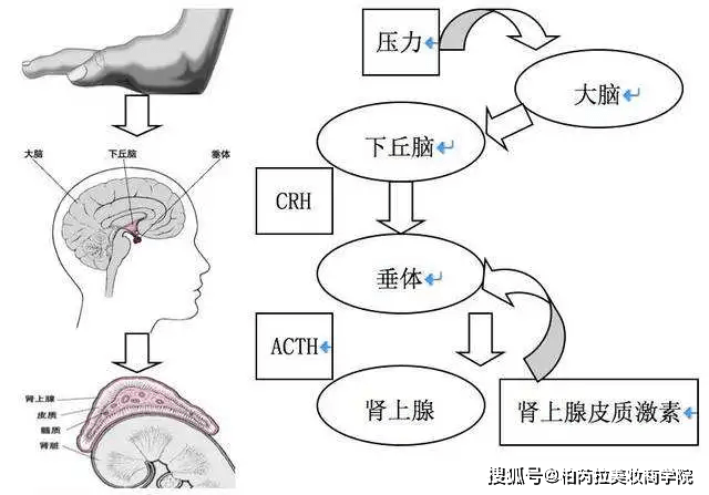 效果|熬夜修仙，快乐无边！但你的头发还要不要了？？