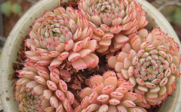 多肉小红衣直播间 eb05d316f3a34ca0afe9d5179282d204.jpeg