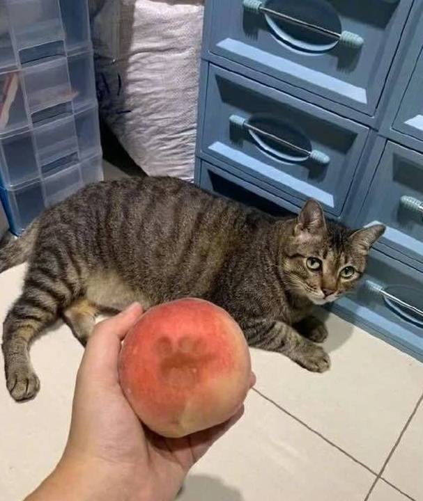 猫的英语单词怎么说 372e56a6e80f4886bb6932814748d400.jpeg
