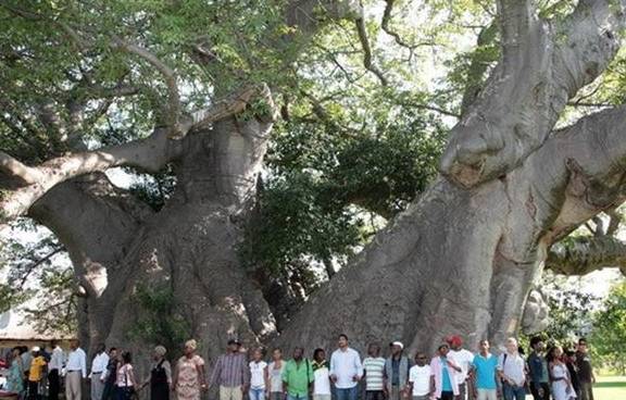 世界上最可怜的树，活了6000年却被凿成酒吧，如今沦落至此