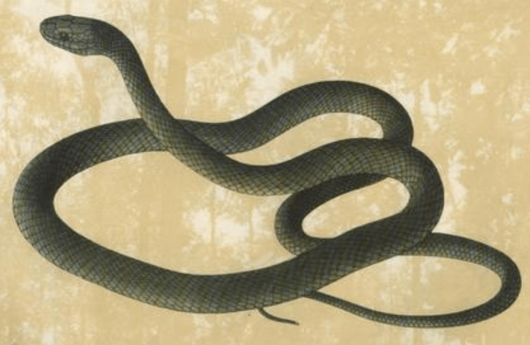 蛇是无情的吗 7ee8d41508694e8298591ff66d8f89b8.png