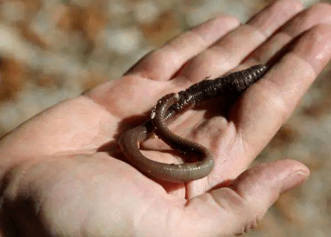 原创电鱼被禁后有人改成电蚯蚓只因200元1公斤1天捕捉几十斤