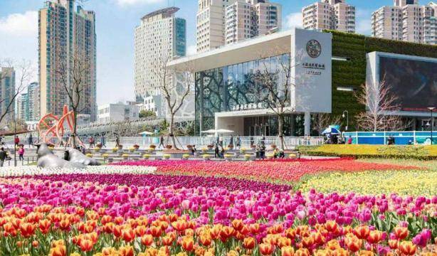 上海将迎热潮，9大公园迎来168万株郁金香，上百品种汇聚5大商圈