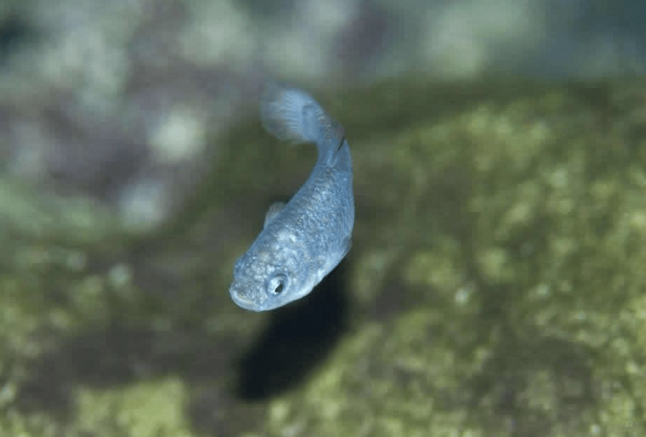 沙漠鱼在魔鬼洞封闭演化5万年仅存38条差点被醉鬼连锅端了