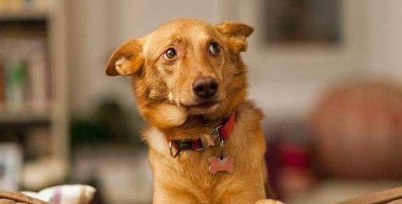 狗为啥怕小主人 31812567c17b4a2eb7bbc5663df1323a.jpeg