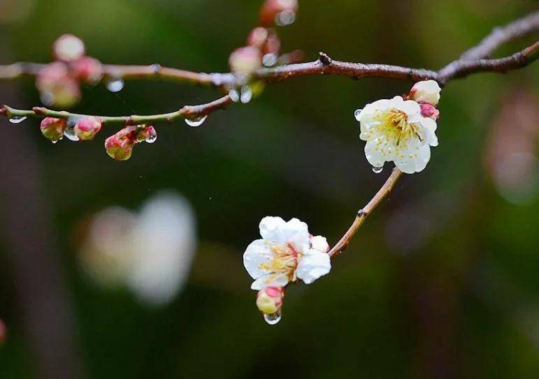 诗路花语 周笃文 杜牧的 清明 杏花村