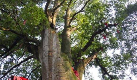 中国5棵千年古树，一棵是世界柏树之父，一棵是唐太宗亲手种植