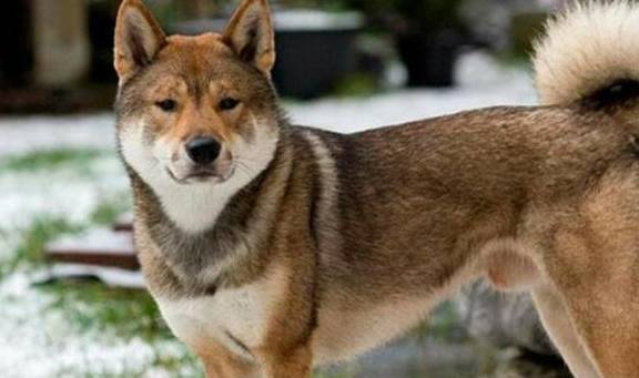 四国犬和狼一样酷 属历史遗迹的犬种 不知的还以为是柴犬的祖先 训练