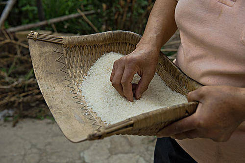 该怎么防止大米生虫?