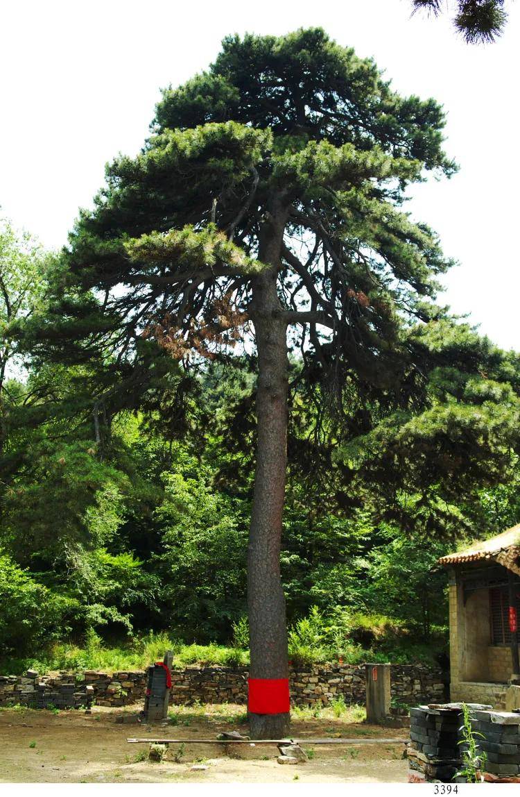 邢台古树历史故事之白云山不老松千年屹立峰之巅