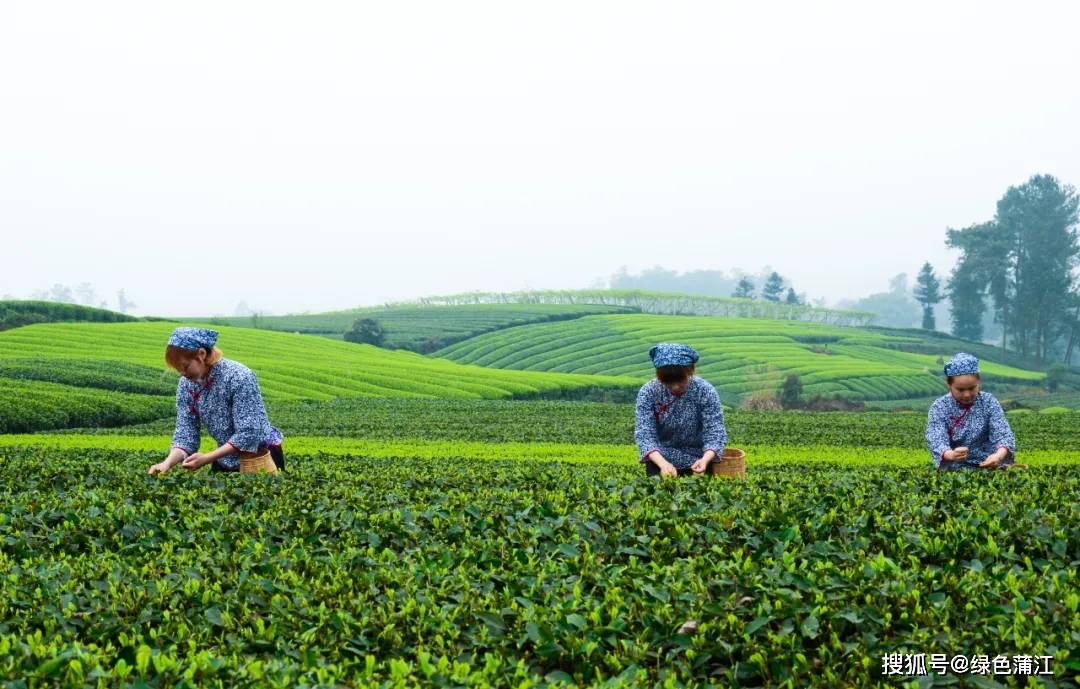 春天不到成佳泡一壶雀舌太可惜