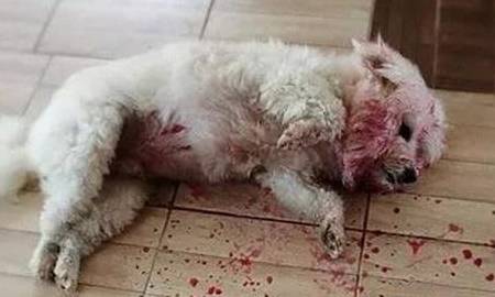 回家发现狗狗倒在血泊中刚准备送医院看清后拔下拖鞋扔了过去