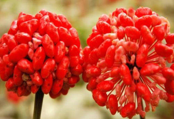 坚持吃4物,排出毒素,润肠护肤,滋养子宫_茼蒿