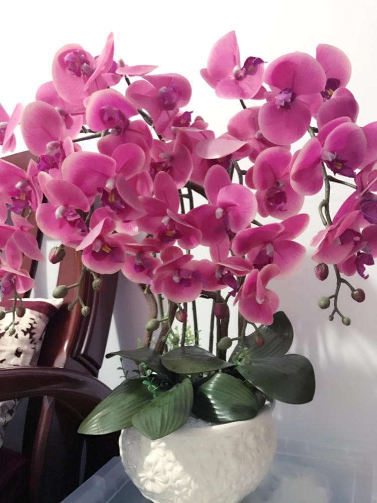 秋天的蝴蝶兰卖得便宜 买回家养两个月就能开花 正好当年宵花 种植