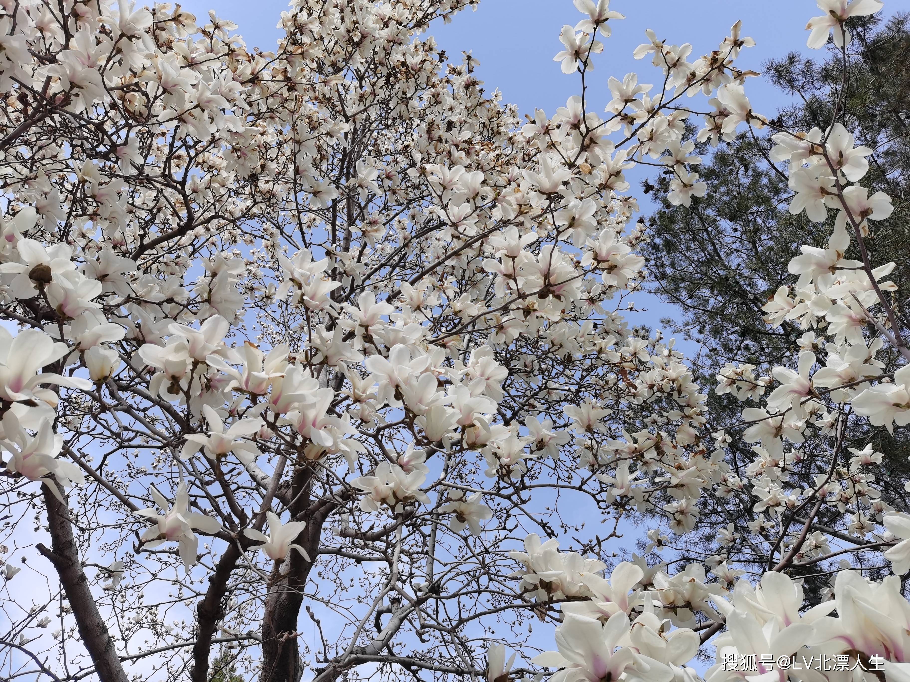 春季与玉兰花相约在中南海新华门外大街，这里是京城著名玉兰花的观赏地