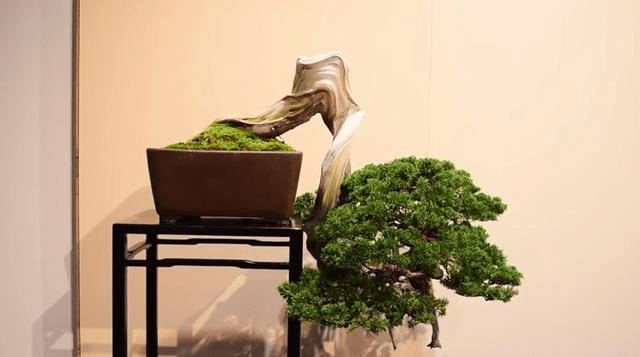 适合家里养的小草 8e7795bb941a4a0bafd742d9f74e1cf5.png