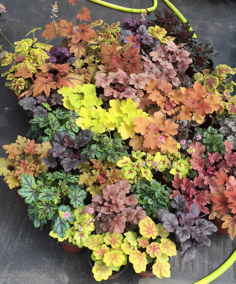 要抗冻也要颜值高不如冬天种植矾根吧叶子会变色