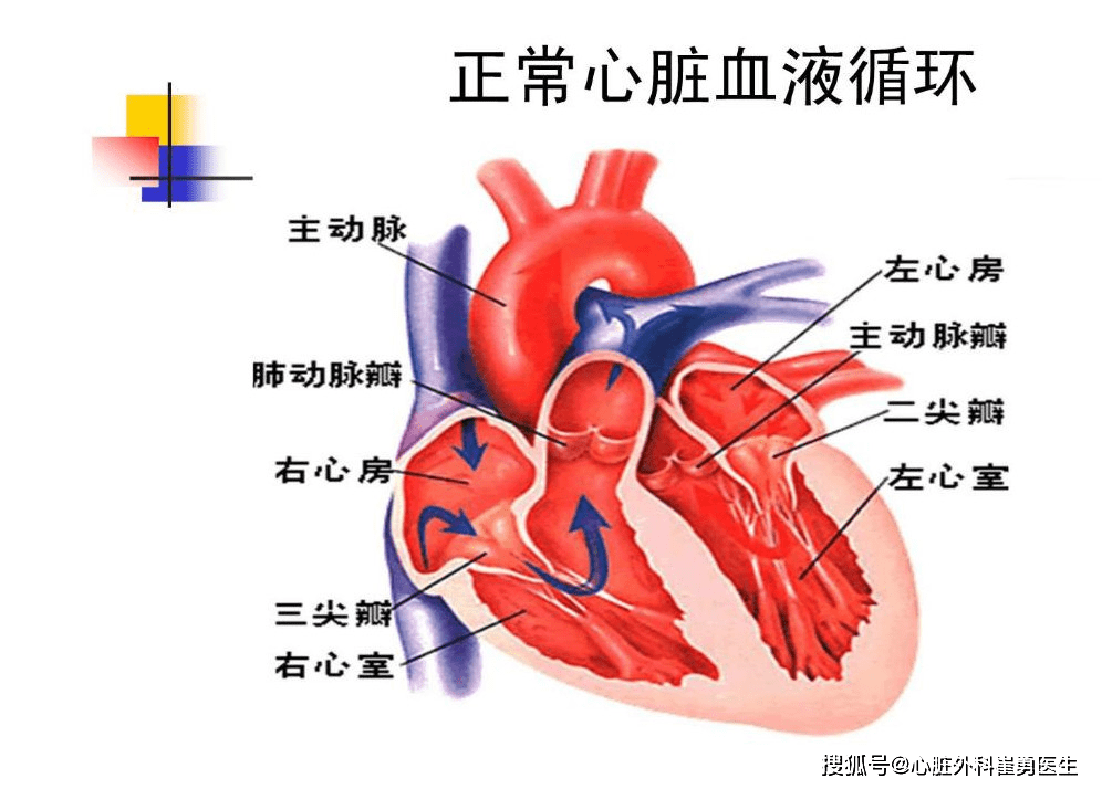 正常心脏瓣膜解剖图图片