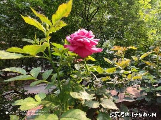 利器|怪兽级游戏利器君临天下 黑鲨4Pro游戏手机首发开箱评测