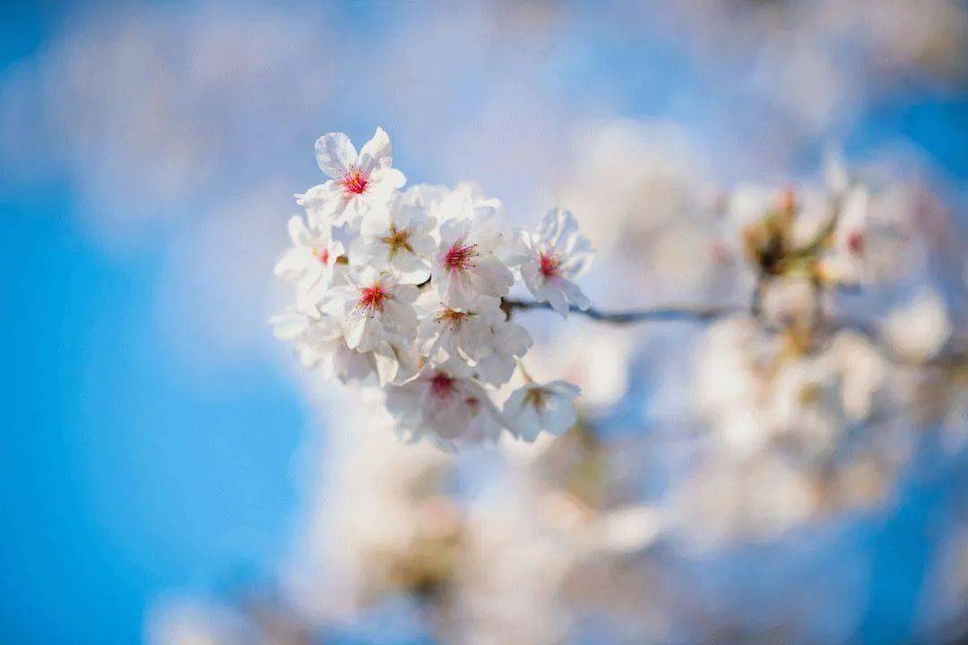 这里的樱花宛若童话：染井吉野、大岛樱，这可是在中国