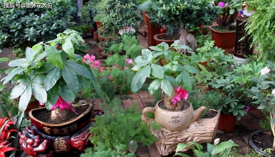 怎么养花不黄叶还常开 e539bf3a427545a4a01c7cb1e1989d32.jpeg