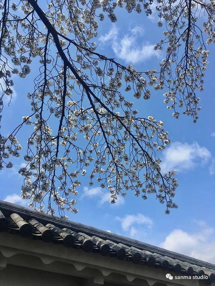 疫情下的京都：在日华人独自孤芳自赏初开的樱花